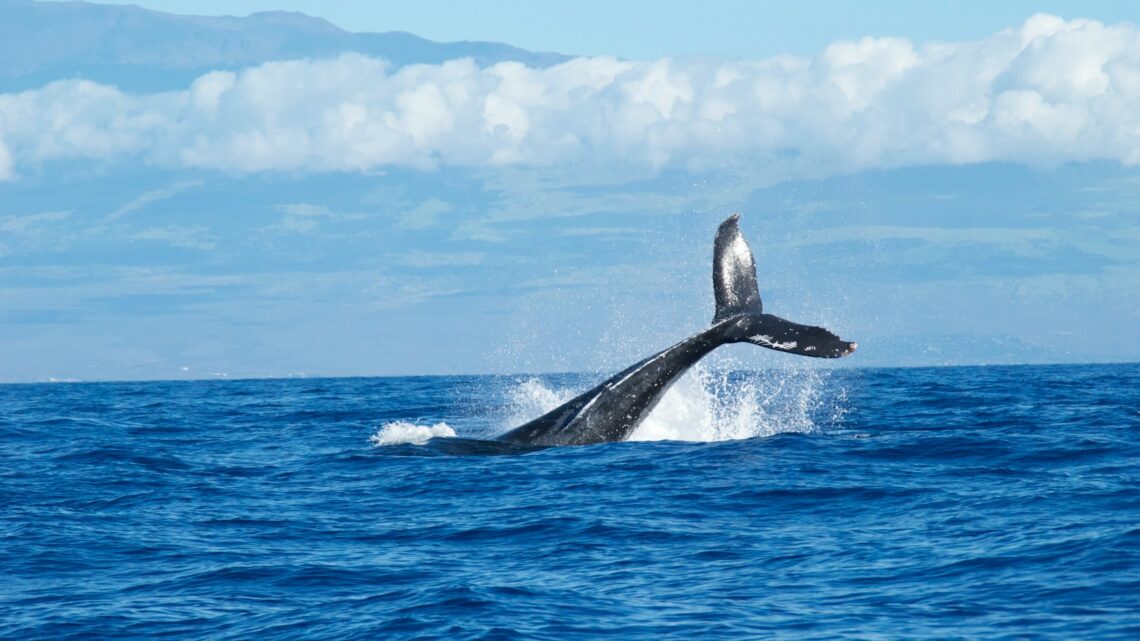 Où trouver les meilleurs spots pour observer les baleines et les dauphins ?