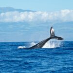 observation des baleines et des dauphins